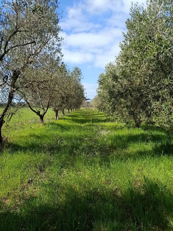 Agriturismo Il Cipresso Vada Eksteriør billede