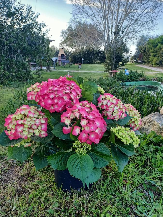 Agriturismo Il Cipresso Vada Eksteriør billede