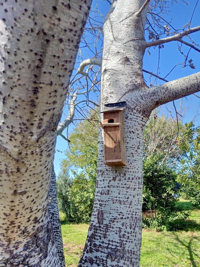 Agriturismo Il Cipresso Vada Eksteriør billede